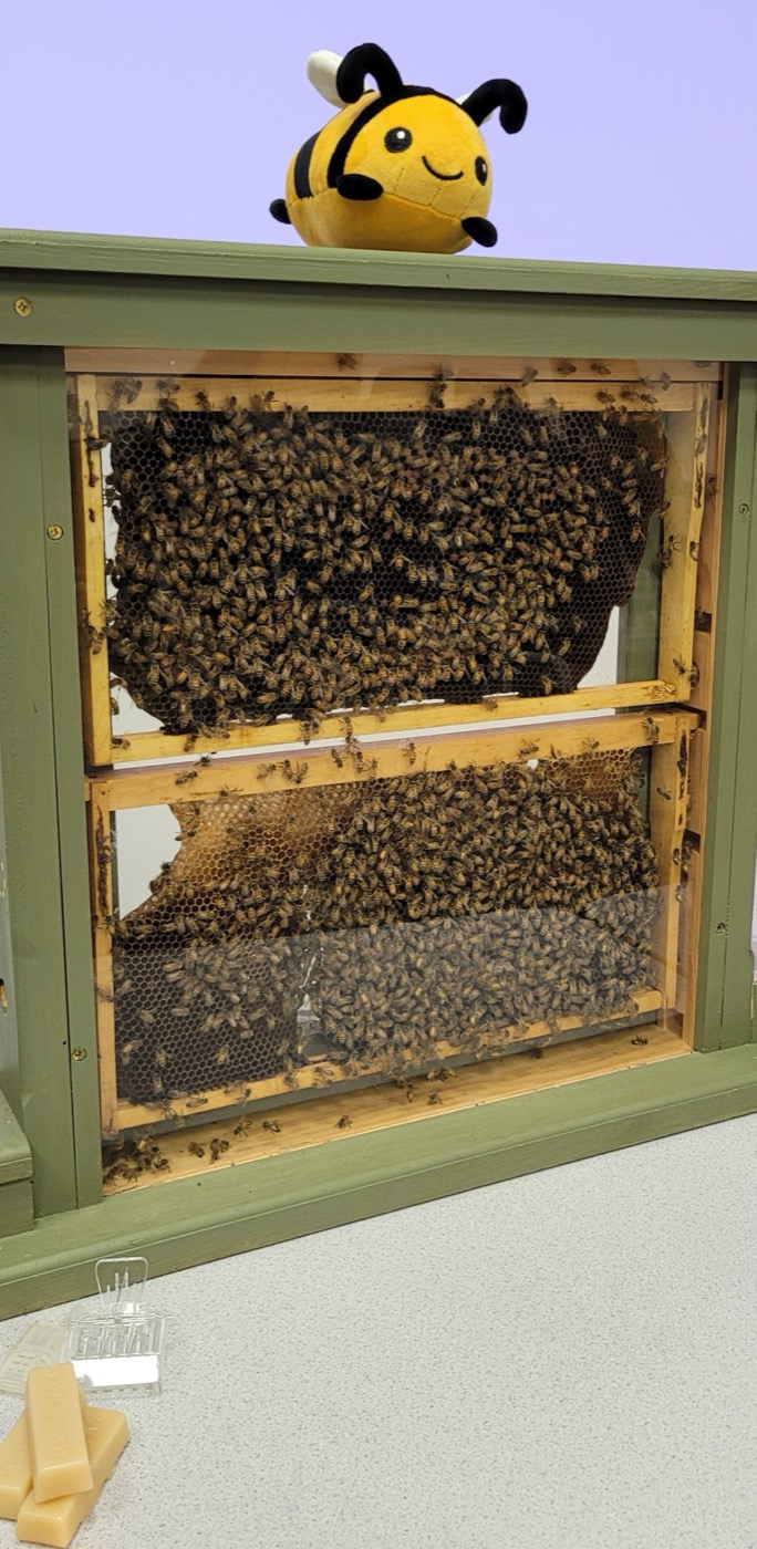 An observation hive full of bees at a bee talk, with a plush bee on top