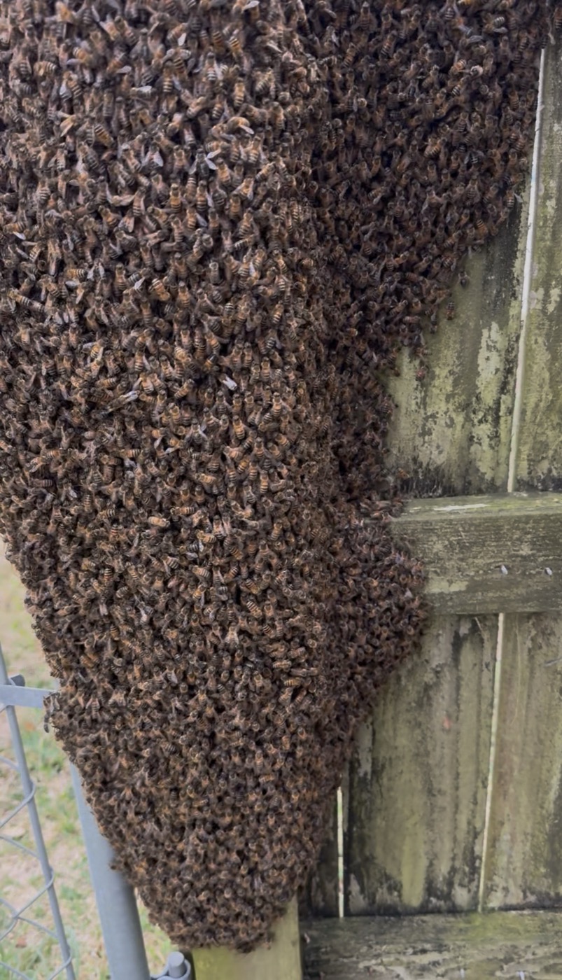 A thick swarm of honeybees hanging on a wooden fence