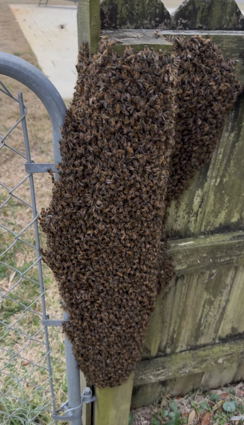 A swarm of honeybees clustered on a fence post beside a gate
